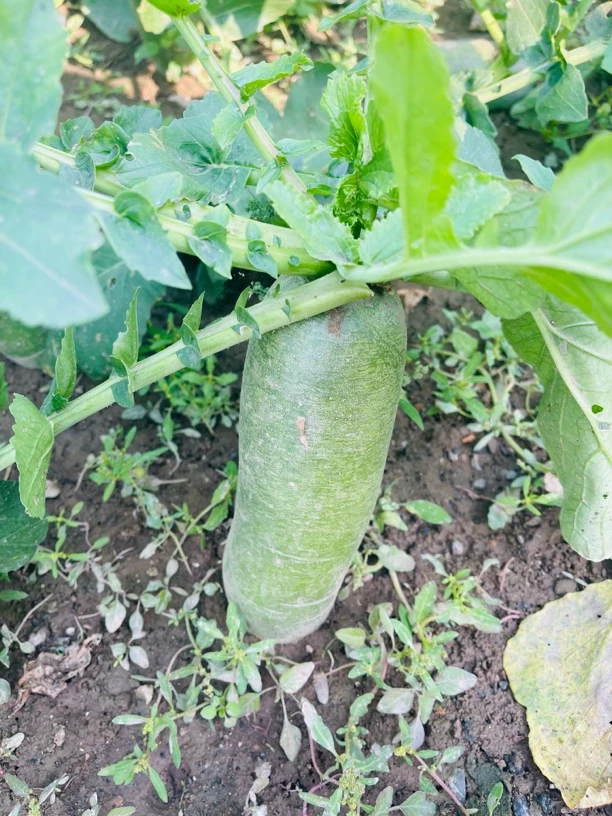 七星沙窝萝卜  天津本地