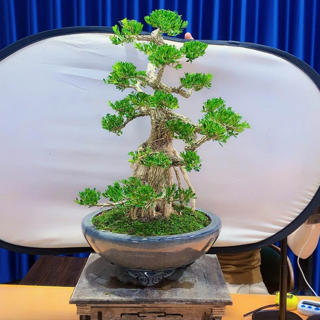 【闪购商品】黄杨室内景