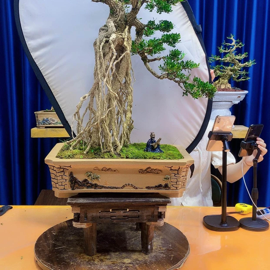 【闪购商品】黄杨室内外盆景