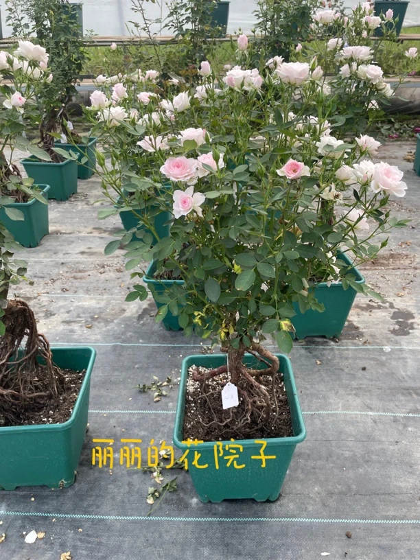 丽丽家的花院子提根月季一物一拍原盆原土造型提根月季好养