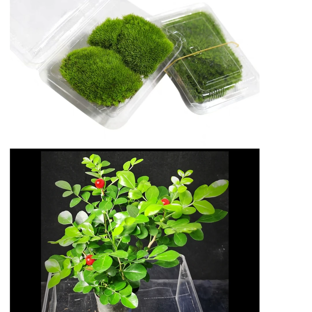 鹏镁苔藓绿植鲜活好养好活精品白发藓两盒 甜蜜九里香一盆DIY种植