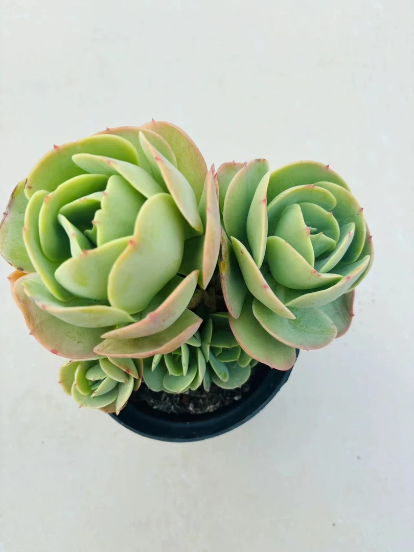 【维维家的鸡蛋碧桃多肉】云南基地直发多肉植物 简单新手好养