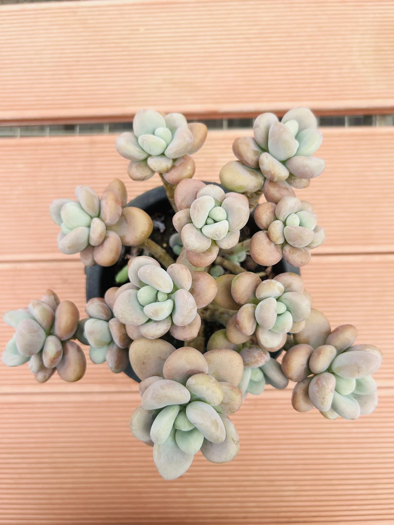 【维维家 洛榊多肉植物】云南维维多肉基地直发 简单新手好养耐寒