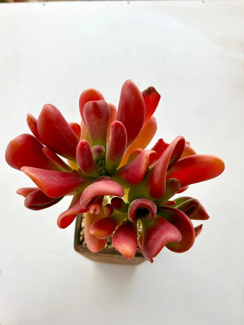 【火狐狸】带盆发货 云南维维多肉 新手好养 心花怒放 多肉植物