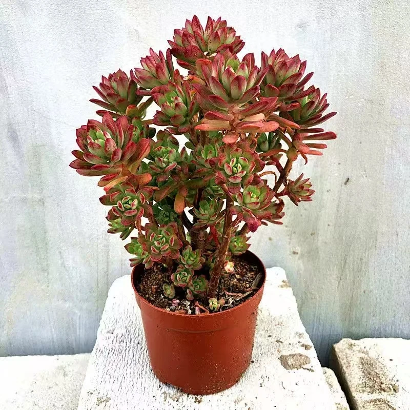 【红稚莲】脱土发货 云南维维多肉 新手好养 心花怒放云南多肉