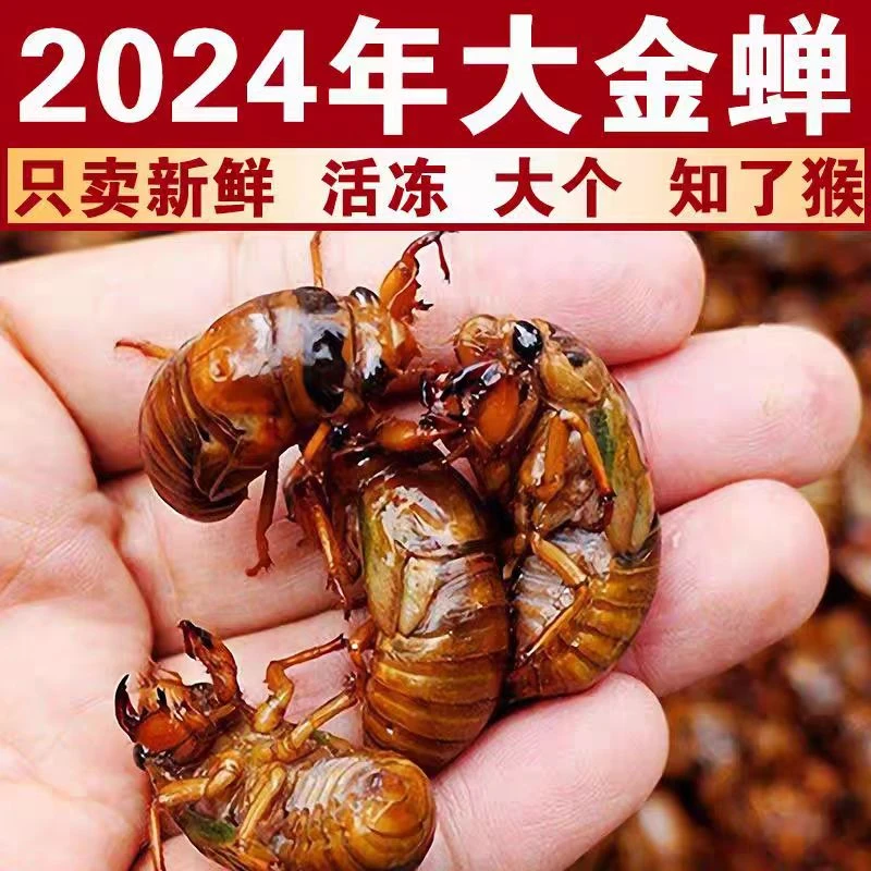 【顺丰发货】2024新鲜现捕金蟾蝉速冻冷链发货