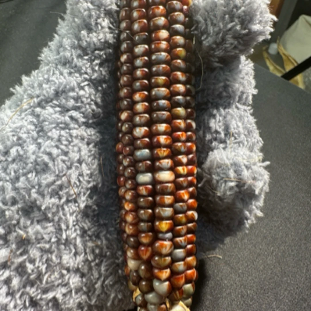 Bella文玩玉米，高端盒子，58元2个