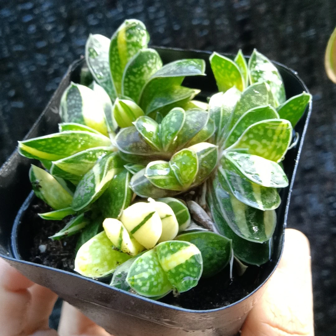 子宝锦小群(满38包邮)