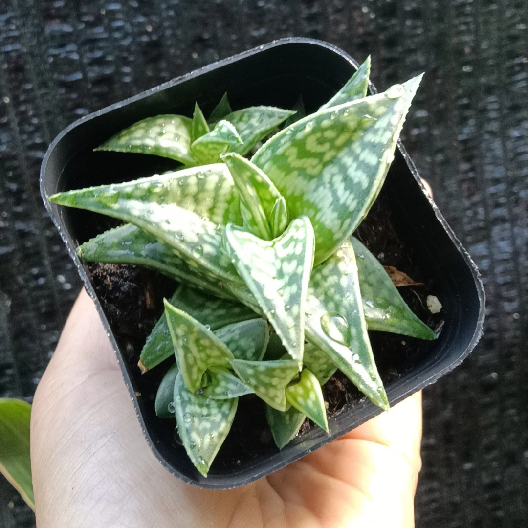 姬千代小群（满38包邮）