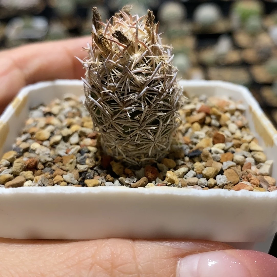 紫王子实生仙人球