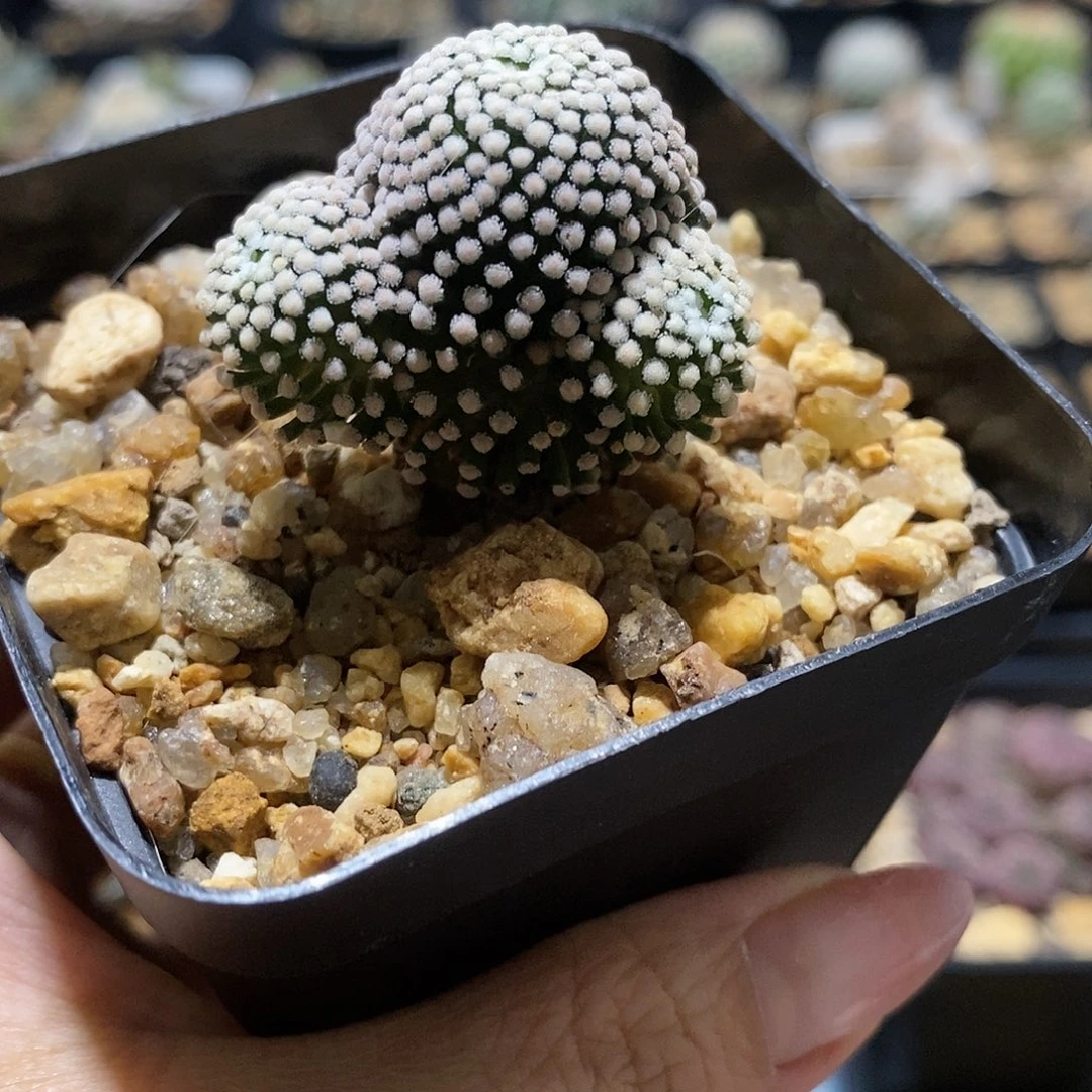 松针牡丹自根侧芽仙人球