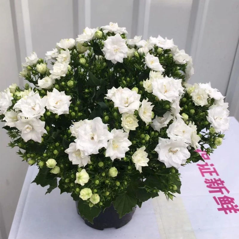 丹麦风铃花盆栽带花苞好养活四季开花室内阳台庭院绿植花卉多年生