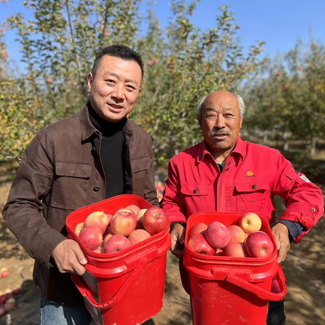 【2024晚富士老纪甄选靖边小河山地苹果】75mm现摘现发每箱24个包邮