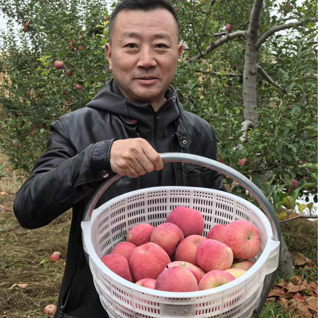 【2024晚富士老纪甄选陕北靖边龙洲苹果】95mm现摘现发每箱12个包邮
