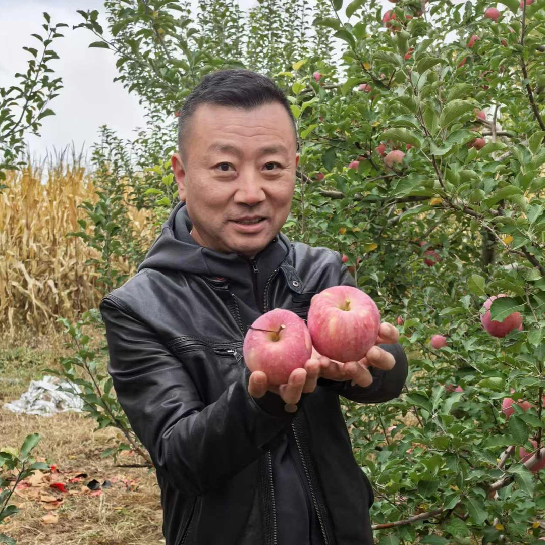 【2025晚富士老纪甄选陕北靖边龙洲苹果】75mm现摘先发每箱24个包邮