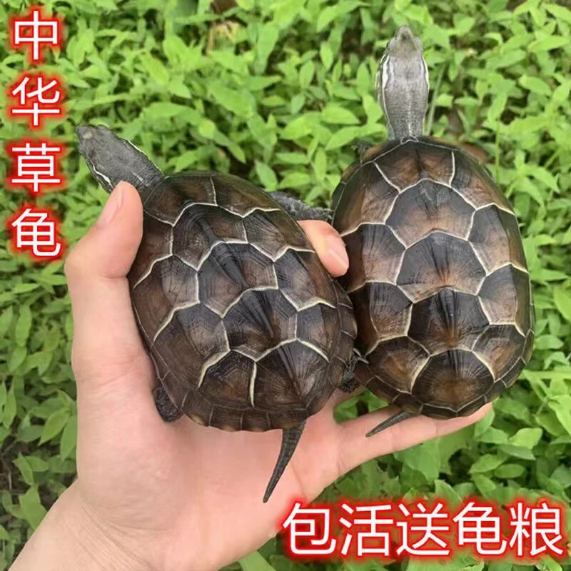 中华草龟乌龟活物活体长寿龟金线宠物观赏龟水金线龟墨龟草龟苗