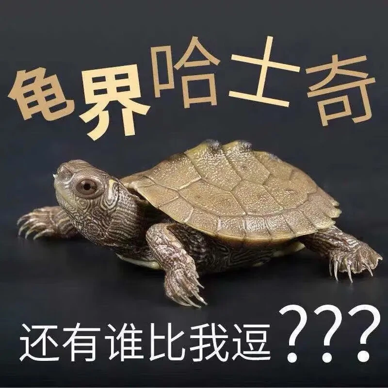 鲜其地图龟活体招财龟观赏龟外塘深水龟小乌龟宠物乌龟活物