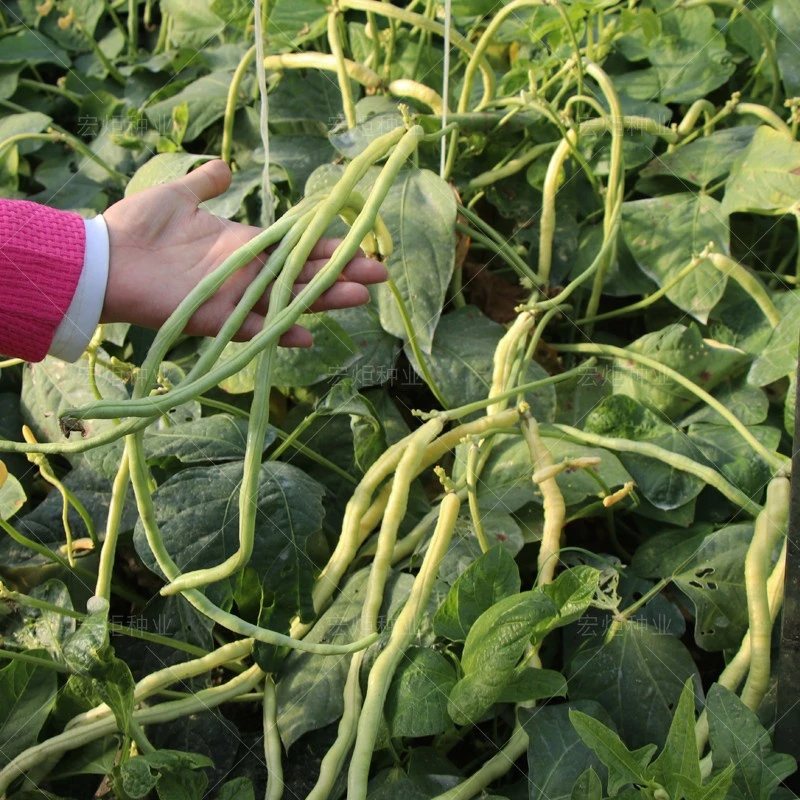 蔬果种子 美国无架豆种子 豆角种子 豇豆种子 四季播 地豆种子