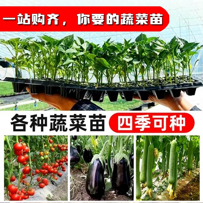 蔬菜苗大全冰菜苗西瓜苗番茄苗茄子芹菜南瓜佛手瓜金玉兰根韭菜根