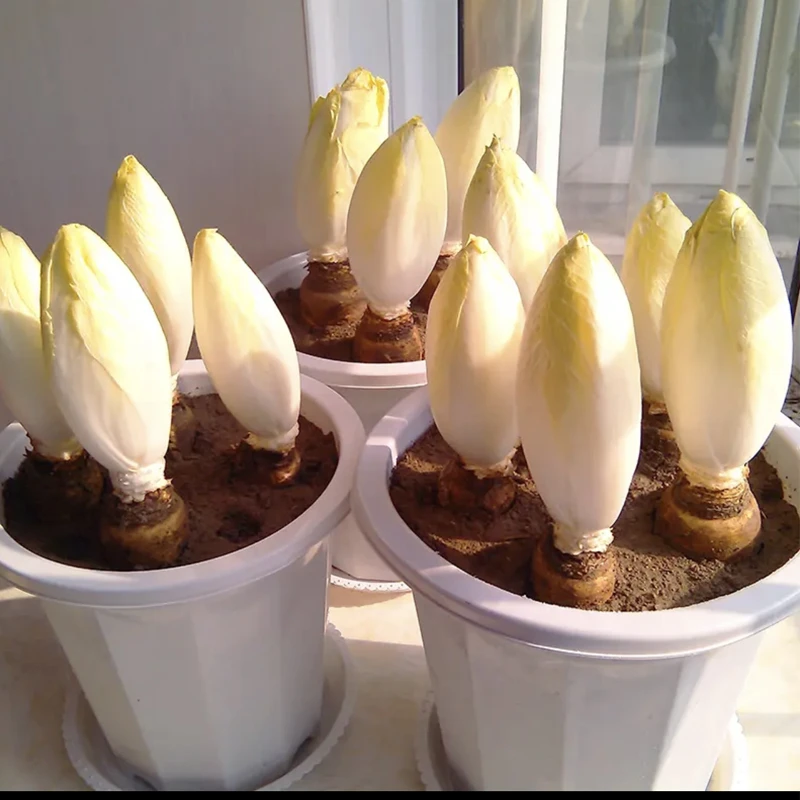 金玉兰菜苗活苗种根种球大球软化芽球菊苣根土培