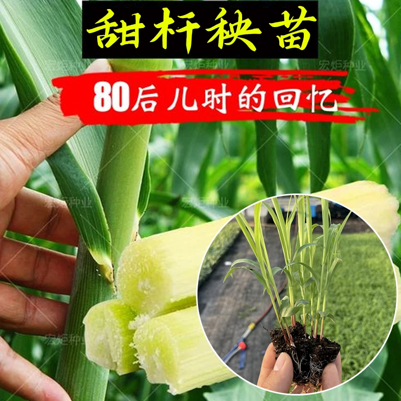 甜高粱苗 甜杆秧苗 甜杆苗 四季播种 80后小时的味道