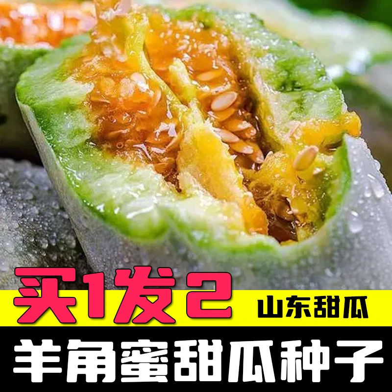 羊角脆羊角蜜甜瓜种子 白皮甜瓜种子 白沙蜜甜瓜种子 香瓜种子
