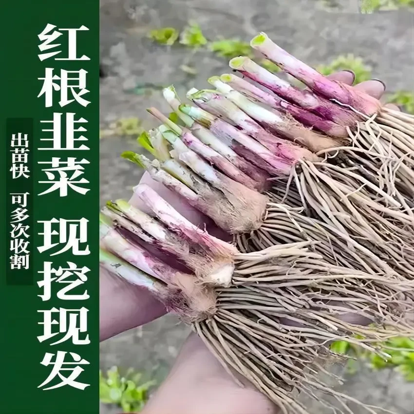 山东寿光韭黄根韭菜根韭菜秧子紫根韭菜秧阳台多年生多茬采收