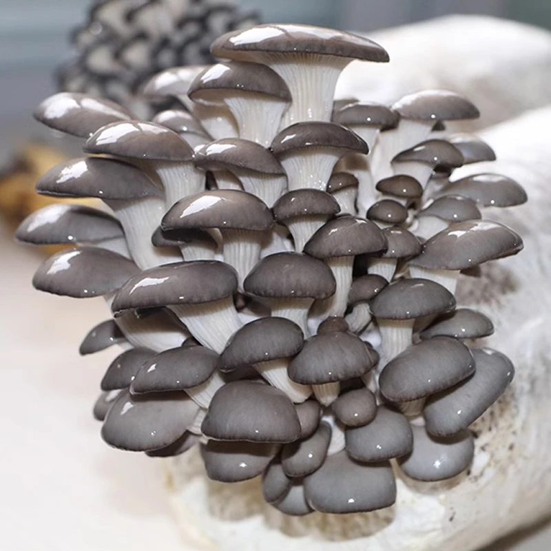 蘑菇菌种子 黑平菇种子 黄平菇种子