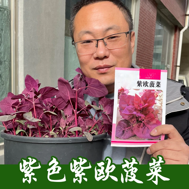 紫色菠菜种子 紫欧菠菜种孑子 春秋 四季 青菜 菠菜蔬菜种子