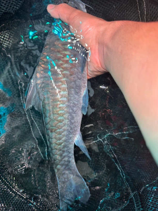 顶流天花板异口蓝吉罗缅史