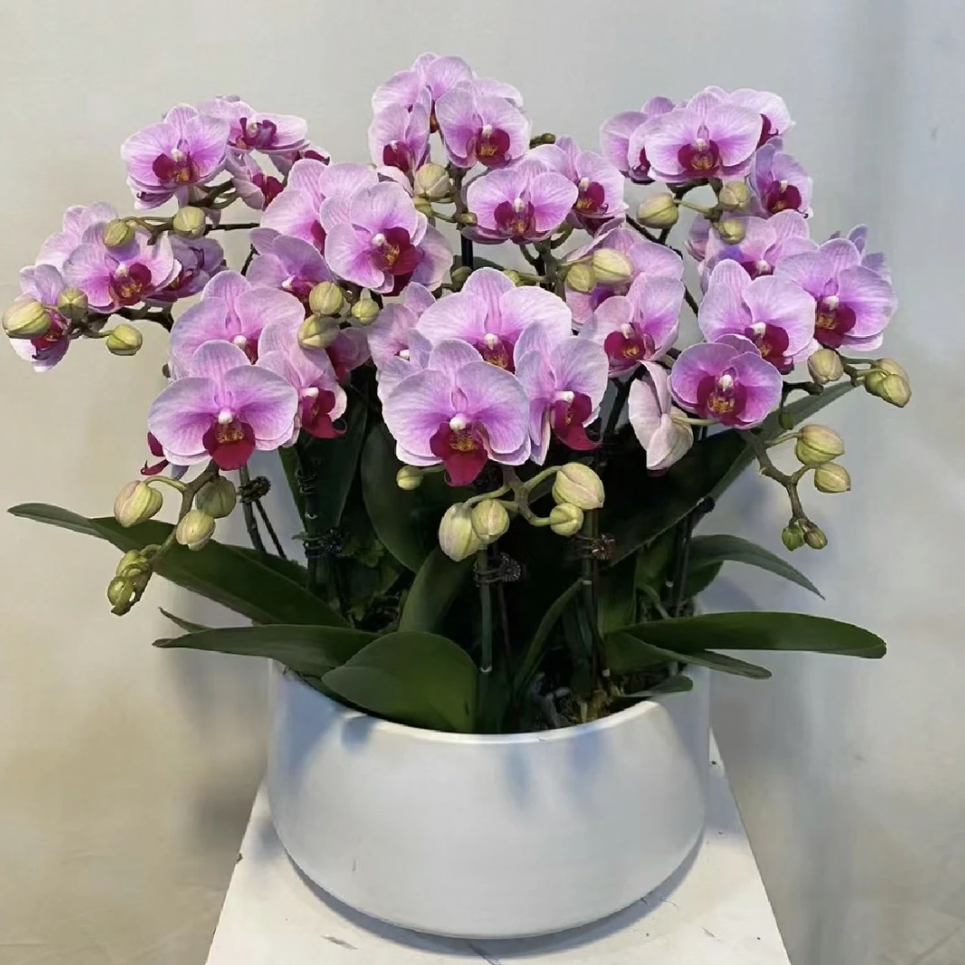 【宝贝】室内高档盆栽