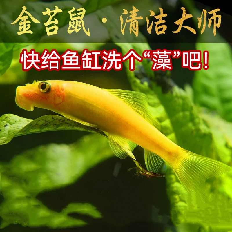 金苔鼠清苔鼠鱼热带观赏鱼清道夫鼠鱼鱼缸除藻鱼清洁鱼工具鱼活体