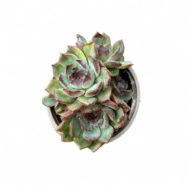 同美多肉园艺 小蓝莓多肉植物 以直播间实物为准