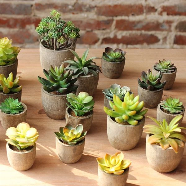 同美多肉 香水多肉植物   (满19.9包邮)