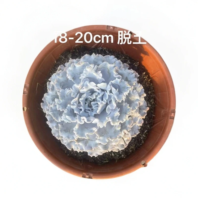 同美多肉园艺 老桩芭蕾舞者多肉植物  以直播间实物为准 夏季空气
