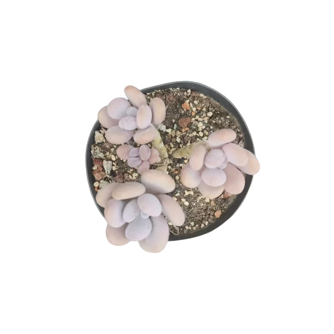 同美多肉园艺  原始奶酪多肉植物 以直播间实物为准