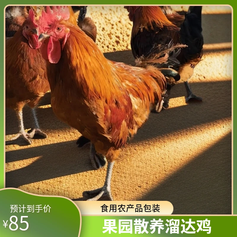 一只果园散养溜达粮食公鸡保4斤正宗冷冻运输味美快递