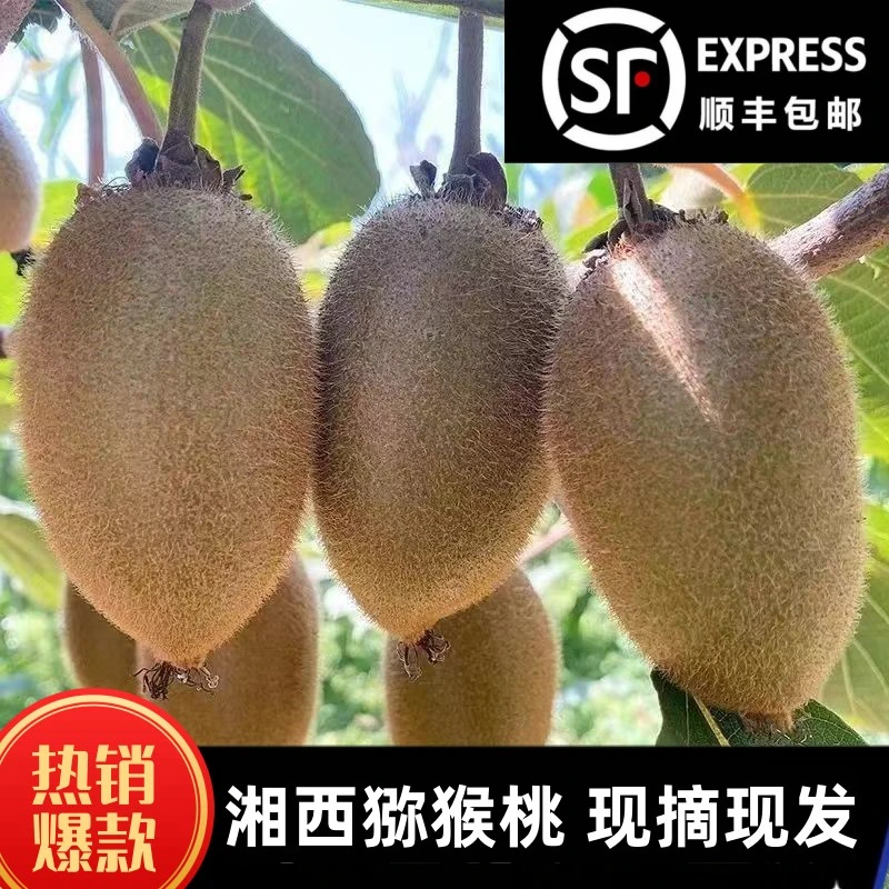 【果园现摘】绿心猕猴桃自然成熟新鲜现摘米良一号湘西猕猴桃奇异果