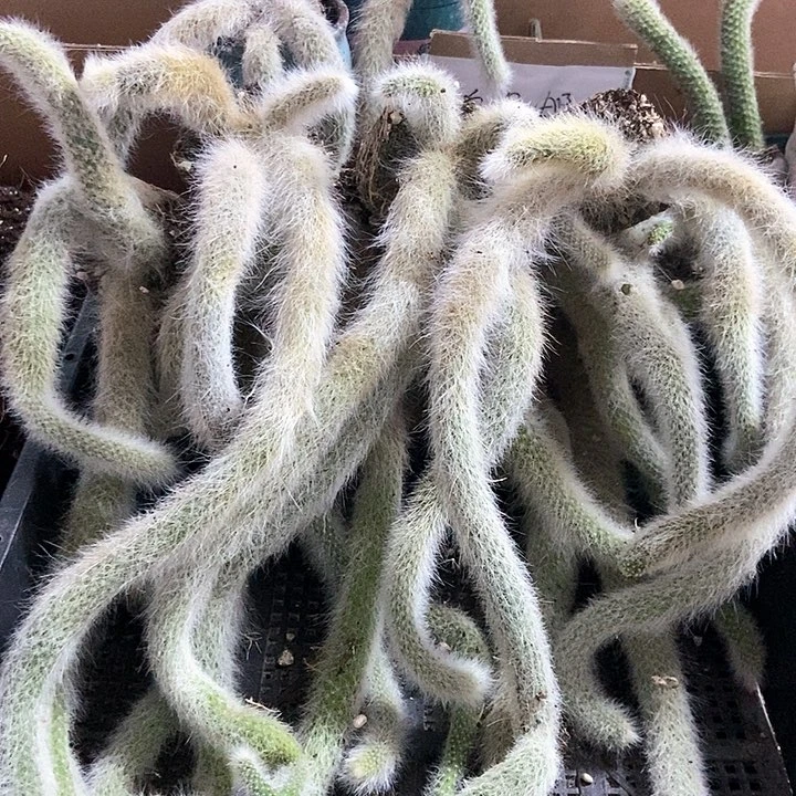 10颗白毛九尾狐，带土球发货