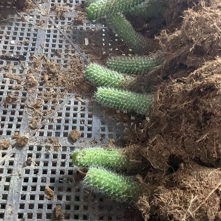 2号断尾九尾狐10颗，脱土发货，无售后