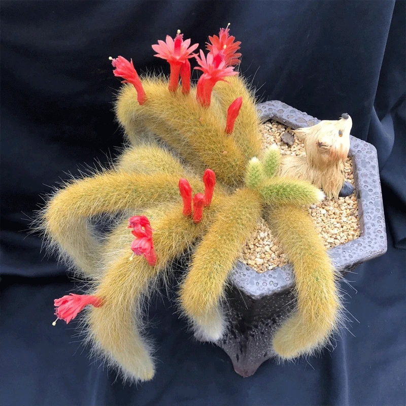 白毛九尾狐12-16公分，开红花的九尾狐 一单包邮