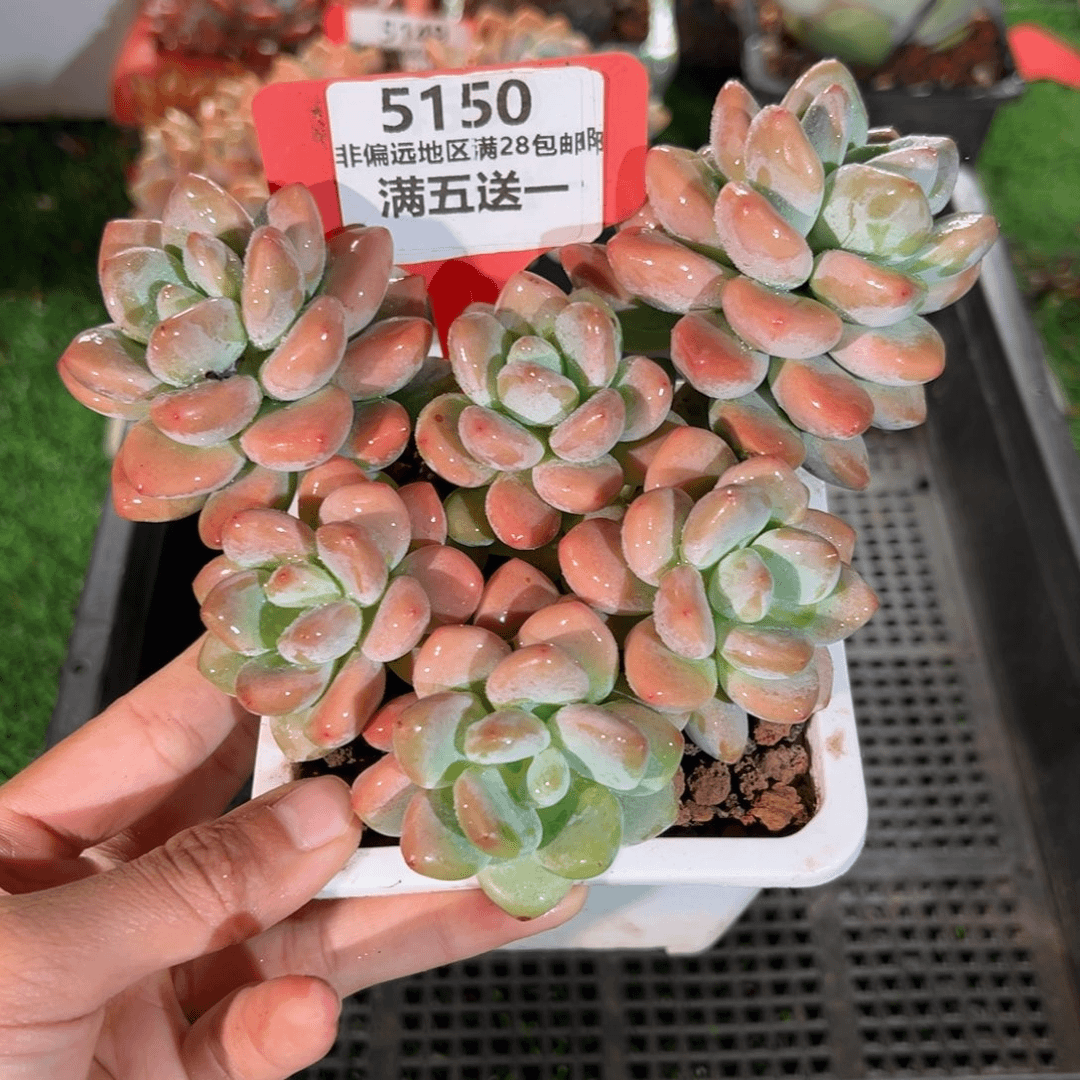 表妹精品多肉5150.