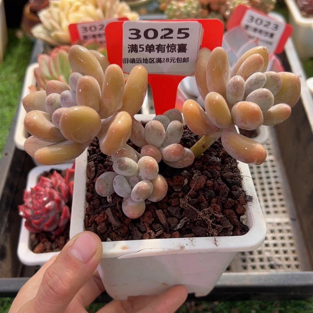 表妹精品多肉3025.