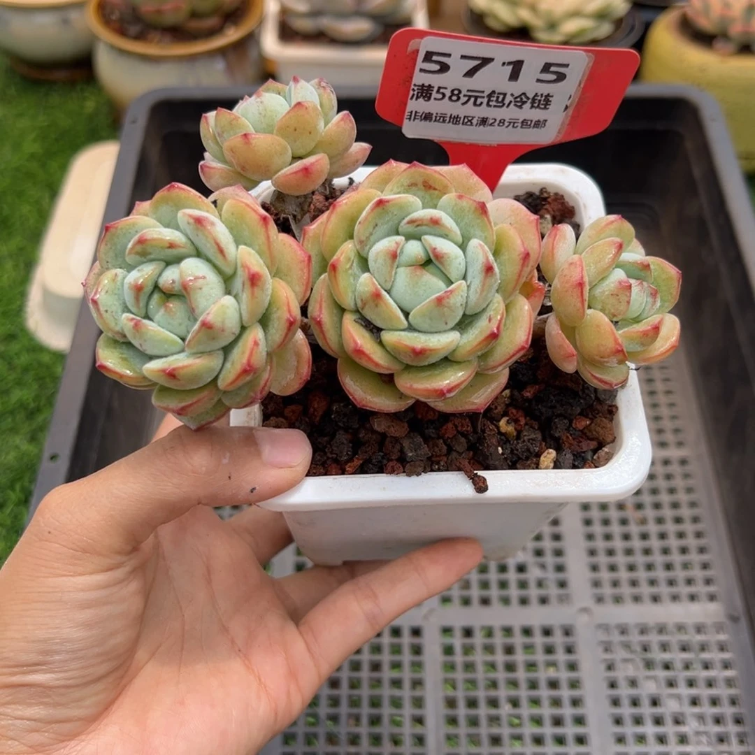 表妹精品多肉5715.