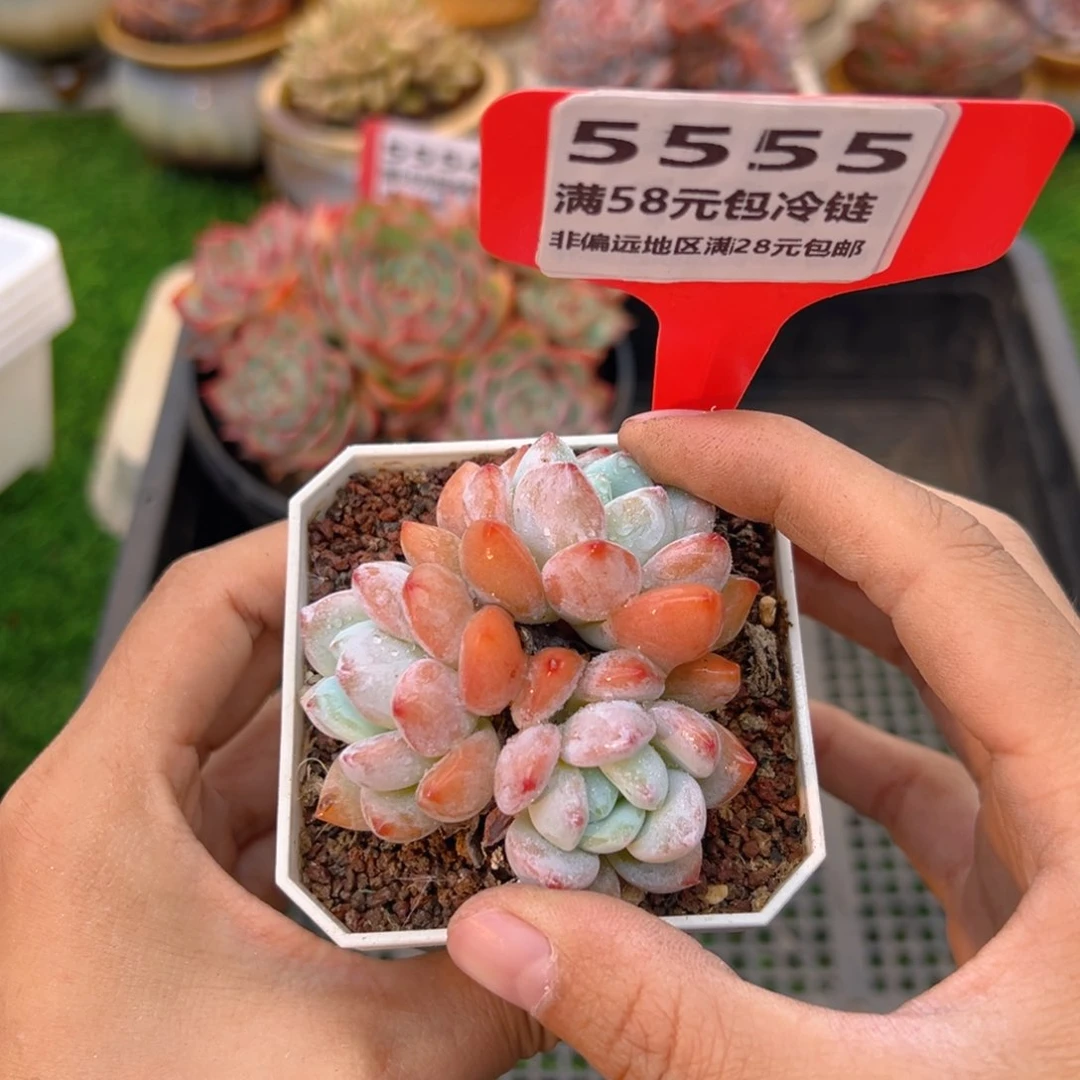 表妹精品多肉5555.
