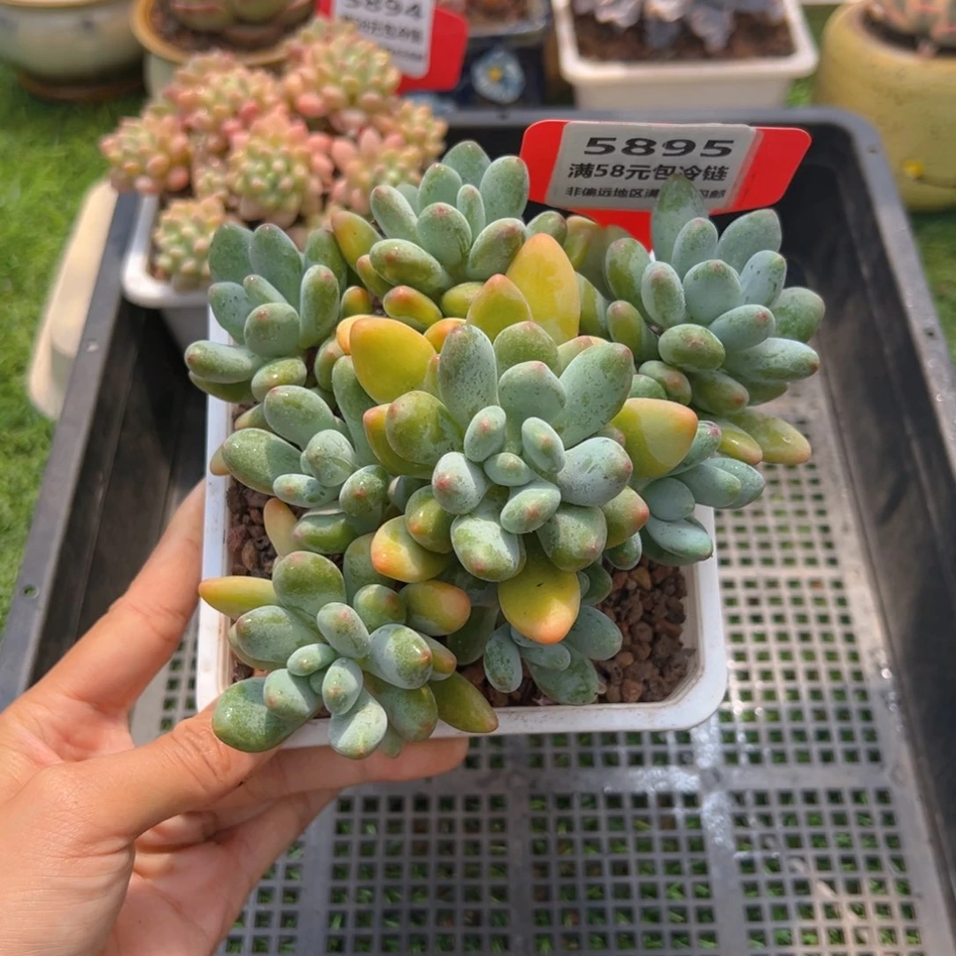 表妹精品多肉5895.