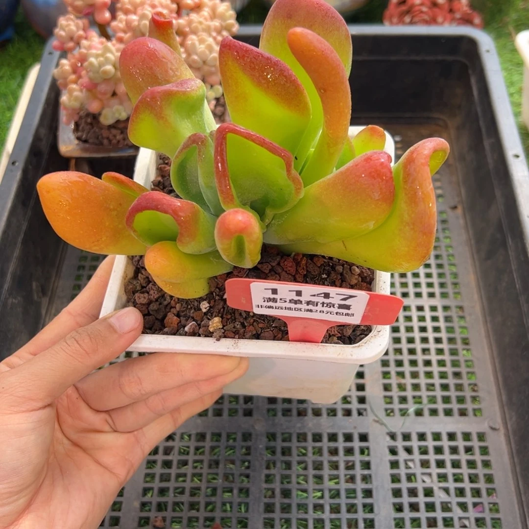 表妹精品多肉1147.