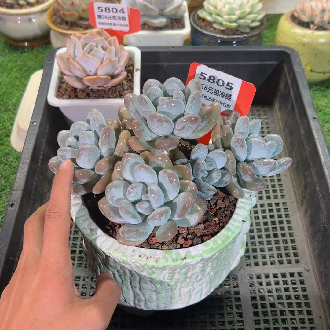 表妹精品多肉5805.