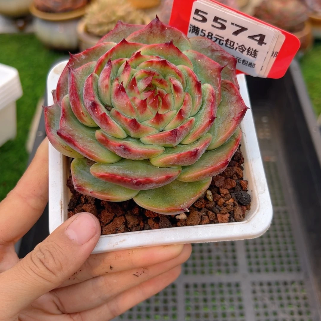 表妹精品多肉5574.