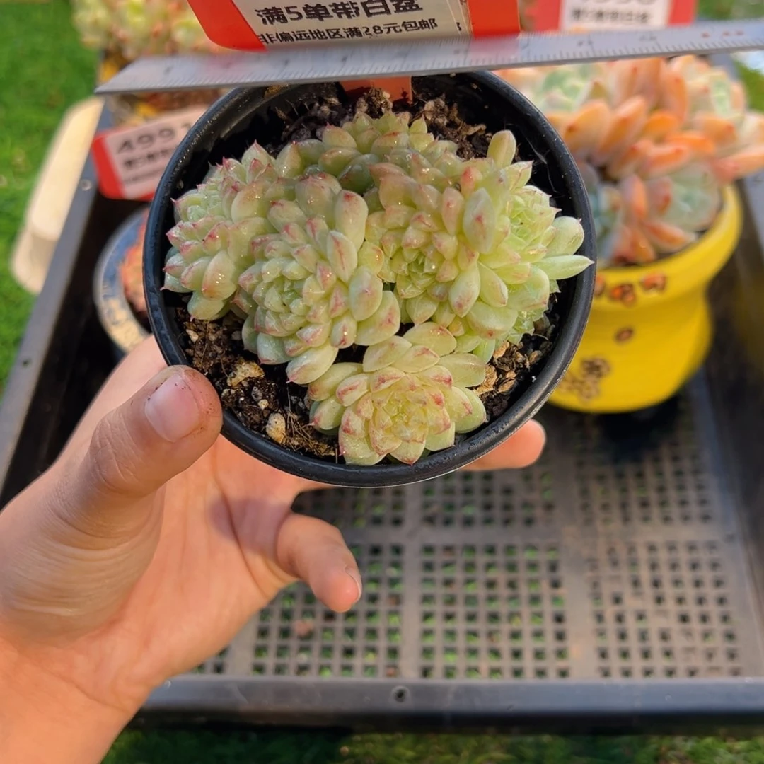 表妹精品多肉4992.